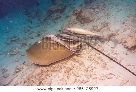 Stingray And  Suckerfish. Diving In Maldives. Indian Ocean.
