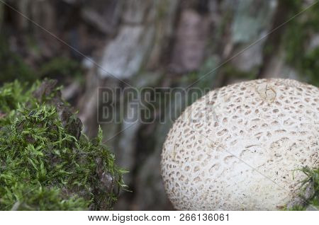 Common Earthball Mushroom, Close Up Shot, Local Focus