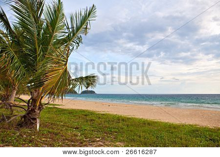 Pslm på den tropiske strand