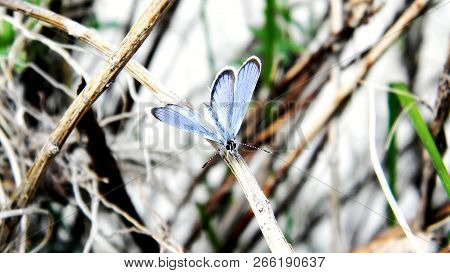 Little Blue Butterfly On The Grass In The Field, Close-up