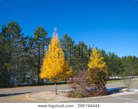 Tamarack Trees In Fall, Yellow Trees Among Evergreen Pines In Parking Lot At Lake Itasca State Park,