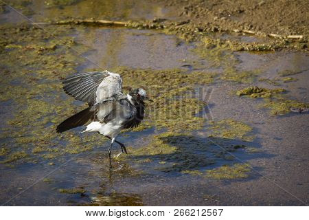 Blacksmith Lapwing In Kruger National Park, South Africa ; Specie Vanellus Armatus Family Of Charadr