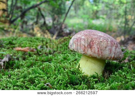 Beautiful Specimen Butyriboletus Regius (formerly Boletus Regius), Commonly Known As The Royal Bolet