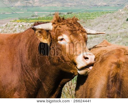 head of affectionate red bull