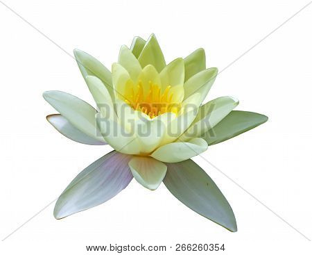 Flower Of White Water Lily Isolated On White Background