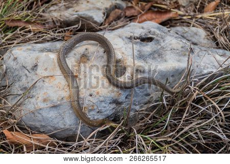Dead Freminvilles Scorpion-eating Snake Stenorrhina Freminvillei , Northwestern Guatemala