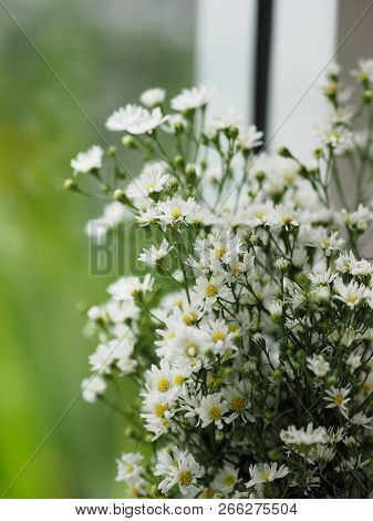 Close Up White Flower Beautiful Near The Window