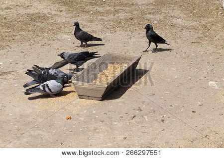 Old Wooden Trough With Grain For Feeding Pigeons, Ravens And Other Birds