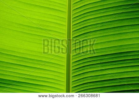 Vein Pattern Of Banana Leaf With Sunlight For Background Texture