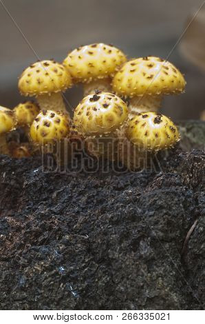 Pholiota Aurivella Mushroom On An Old Stump