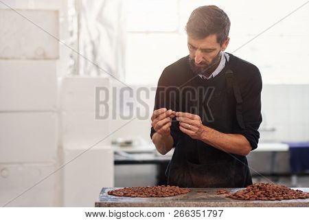 Worker Examining Cocoa Beans For Quality In A Chocolate Factory