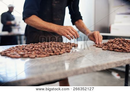 Chocolate Making Factory Worker Hand Examing Cocoa Beans