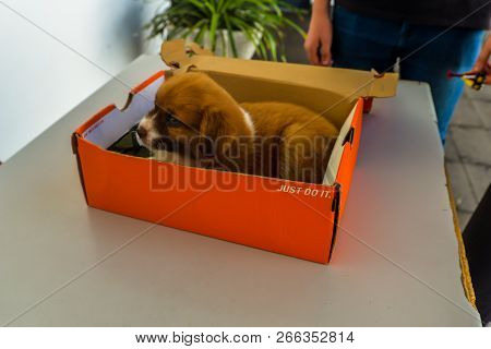 Maderia/portugal - 10/12/18 - A Young Puppy Sitting In A Box