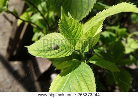 Castor Bean Tick (ixodes Ricinus)