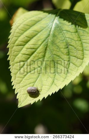 Castor Bean Tick (ixodes Ricinus)