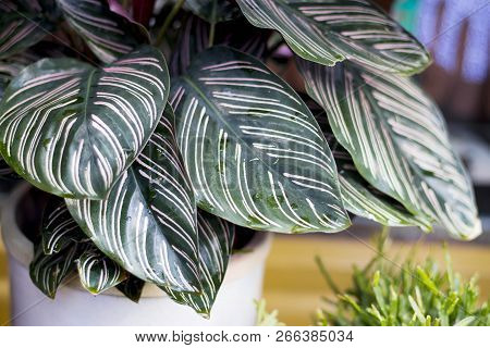 Green Plant In The Garden. Fresh Green And White Leaf Background (dieffenbachia).