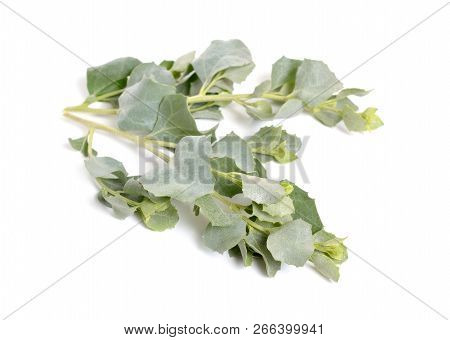 Atriplex Halimus Or Mediterranean Saltbush Or Sea Orache, Shrubby Orache, Silvery Orache. Isolated