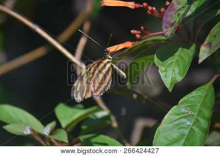 Garden With A Tiger Striped Longwing Butterfly.