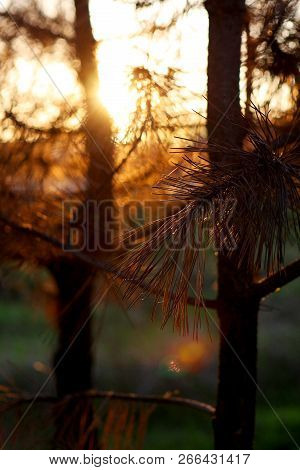 Mysterious Autumn Landscape, Amazing Colors Of Autumn. Branch Spruce Through The Bright Sunshine. Su