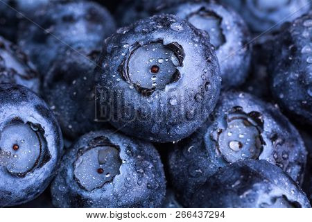 Fresh Ripe Blueberries With Drops Of Dew. Berry Background. Macro Photo.
