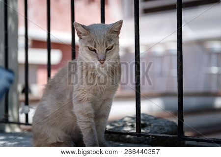 Lonely Sad Cat Is Sitting On A Ground At Thira Town On Santorini Island, Greece