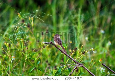 Tailorbird On Dry Branches And Green Grass Is Background ,copy Space