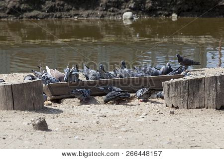 Old Wooden Trough With Grain For Feeding Pigeons, Ravens And Other Birds