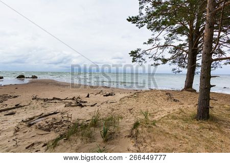 Baltic Sea With Driftwood On The Beach