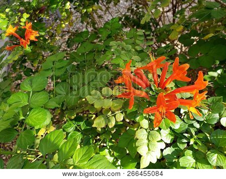 Closeup Of Flowering Arizona Honeysuckle Shrub In Early Autumn Morning