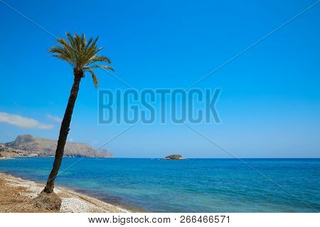 Altea beach in Alicante Playa de L Olla beach palm tree