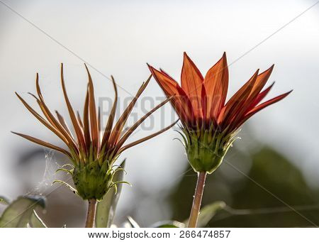 Orange Flowers In Backlight On A Blurred Background. Makrinitsa. Greece