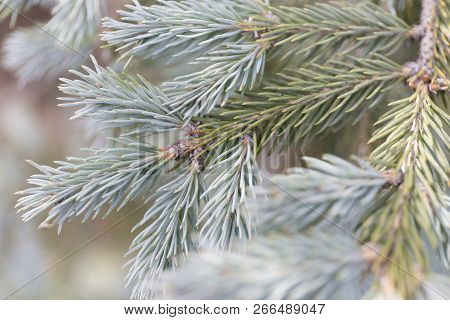 Macro Blue Spuces Branch On Blur Background. Defocused Close Up Fir.