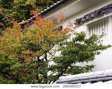 Traditional Japanese House With Maple Tree Starting To Change Color