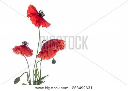 Beaytiful Red Poppies Isolated On White Background