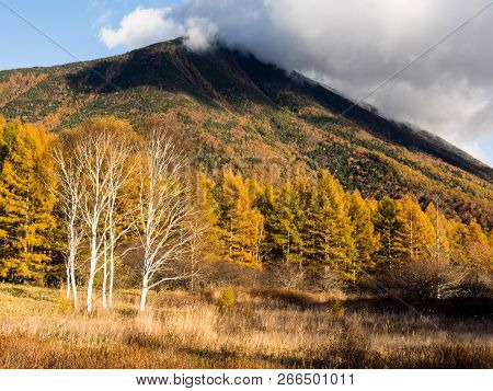 Mount Nantai And Golden Autumn Larches At Senjogahara In Nikko National Park, Japan