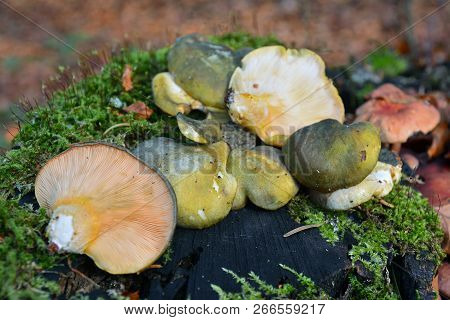 Panellus Serotinus Mushrooms, Known As The Late Oyster Fungus