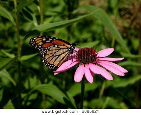 꽃에 군주 Butteryfly