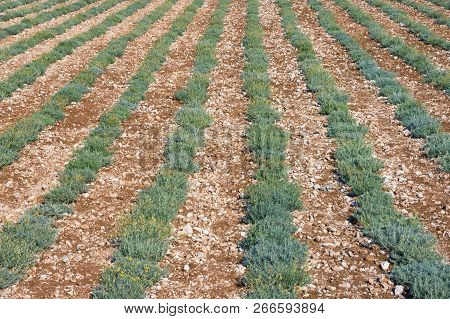 Background With Green Rows Of Herb. Field Of Immortele Plants ( Helichrysum Italicum ).  Bosnia And 