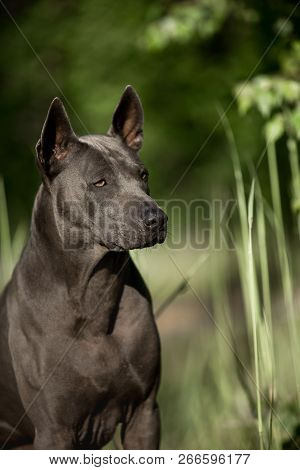 Weimaraner Dog Stay Behind A Tree In A Dark Fairytale Forest