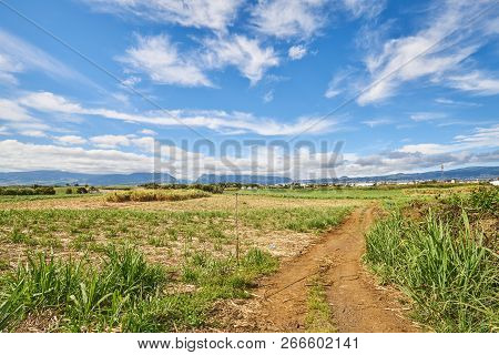 Sugar Cane Fields, Agriculture In South Of Reunion Island (saint-pierre, Pierrefonds)
