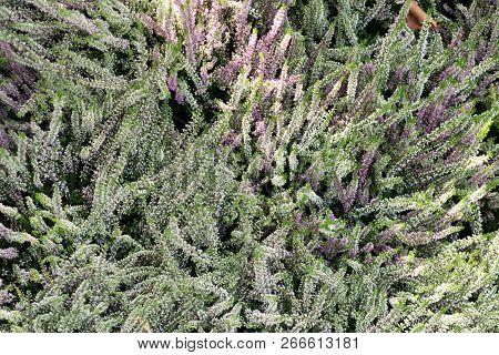 Flowering Heather Plant, Erica Flower, Calluna Or Gardener Heather