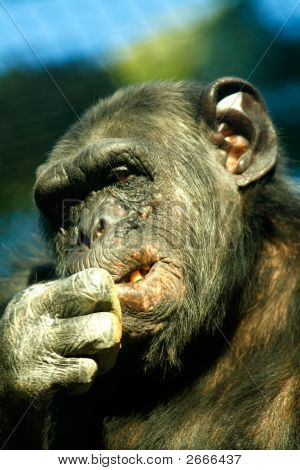 Chimpanzee
