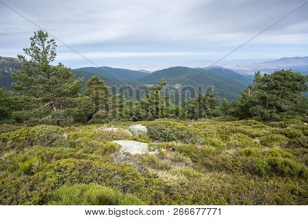 Scots Pine Forest And Padded Brushwood (cytisus Oromediterraneus And Juniperus Communis) In Siete Pi