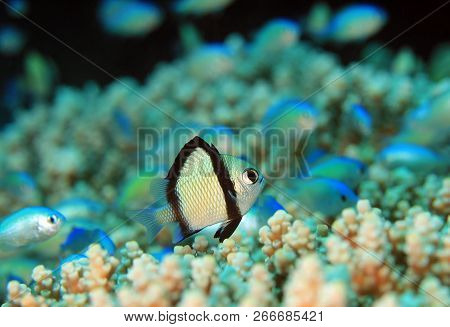 Two-stripe Damsel (dascyllus Reticulatus) On A Coral. Moalboal, Philippines