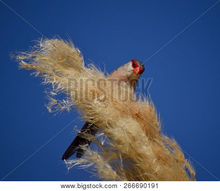 Flowers Of The Pampas Grass And Common Estrilda With Intense Blue Sky Background