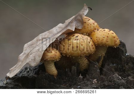 Pholiota Aurivella Mushroom On An Old Stump