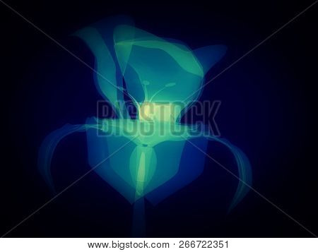 Radiography Flower, Macro On Dark, X-ray Semi Transparent, Model, Art And Science, 3d Rendering Imag