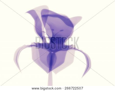 Radiography Flower Image, Violet Color, Vignetting, Macro On White, X-ray Semi Transparent, Model, A