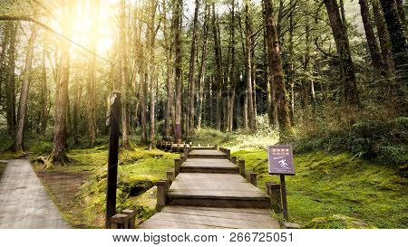 Hard Sunlight Shine Over Tree And Wood Walk Way In The Forest At Alishan National Park, Taiwan.