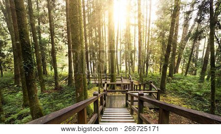 Hard Sunlight Shine Over Tree And Wood Walk Way In The Forest At Alishan National Park, Taiwan.
